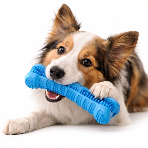Dog Toothbrush Toy